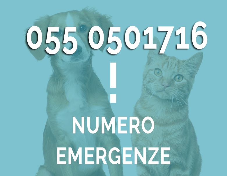 Chiamate emergenza Veterinario San Bartolo